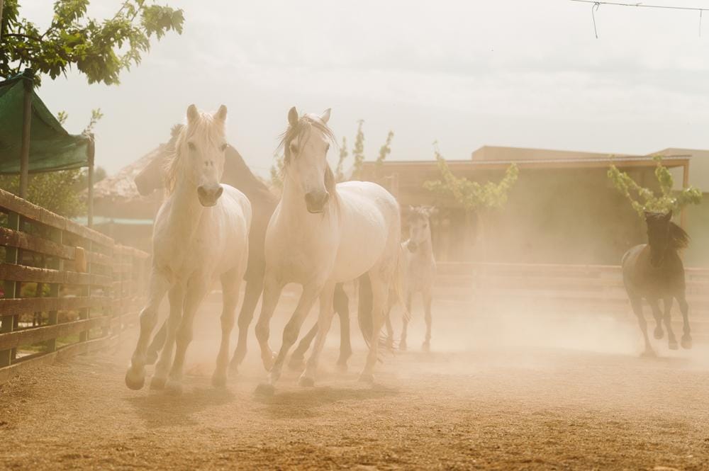 Άλογα που τρέχουν στη φάρμα Άμπελος Βοχαϊκού, μια ιδανική δραστηριότητα με τα παιδιά σε εξωτερικούς χώρους.