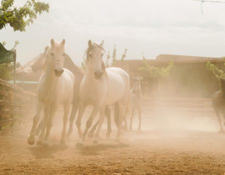 Άλογα που τρέχουν στη φάρμα Άμπελος Βοχαϊκού, μια ιδανική δραστηριότητα με τα παιδιά σε εξωτερικούς χώρους.